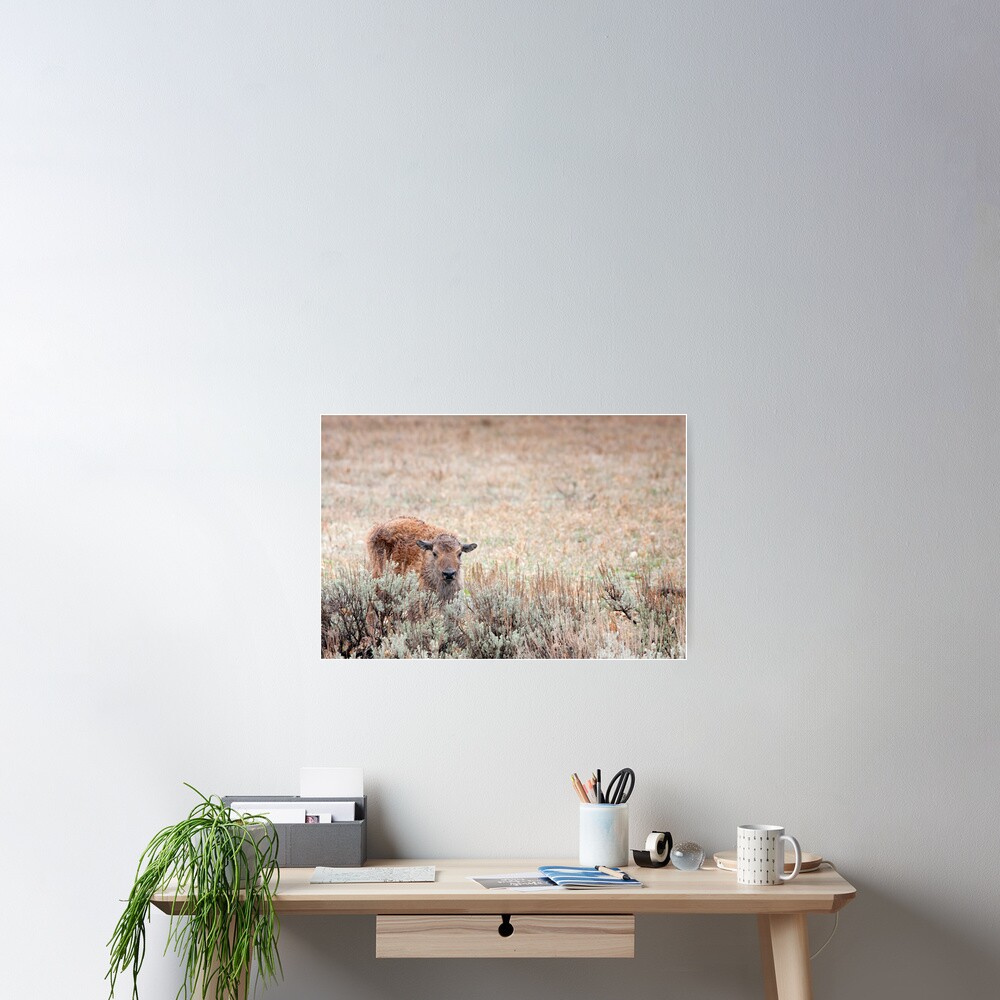 Sad Calf In The Freezing Rain Poster