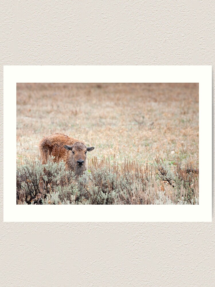 Alternate view of Sad Calf In The Freezing Rain Art Print