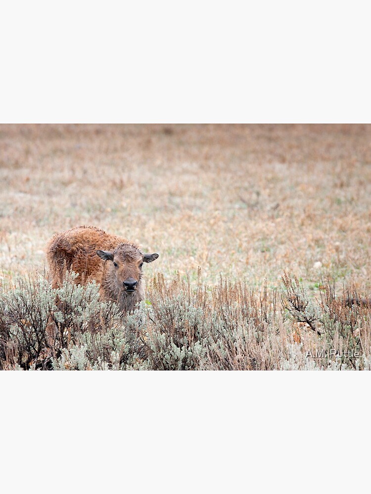 Sad Calf In The Freezing Rain by annruttle