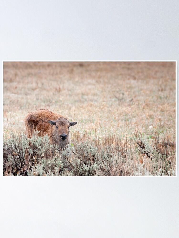 Alternate view of Sad Calf In The Freezing Rain Poster