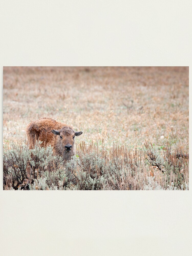 Alternate view of Sad Calf In The Freezing Rain Photographic Print