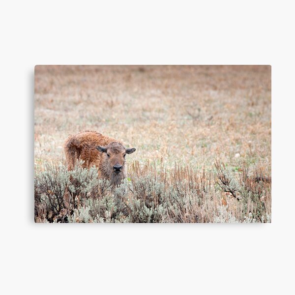 Sad Calf In The Freezing Rain Canvas Print