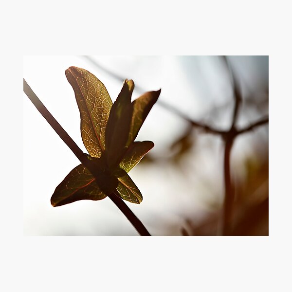Item preview, The colour of Spring designed and sold by André Barker.
