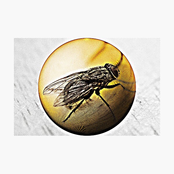 Item preview, Fly designed and sold by Roswitha Lorz.