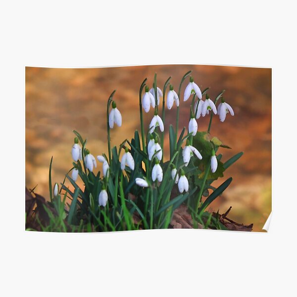 Snowdrops Poster