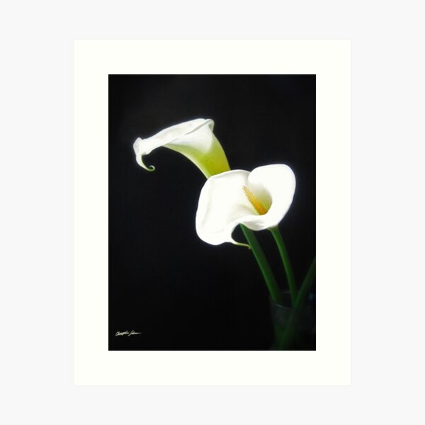 Elegant Calla Lily Flowers 1 Art Print