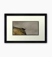 Insect Framed Print