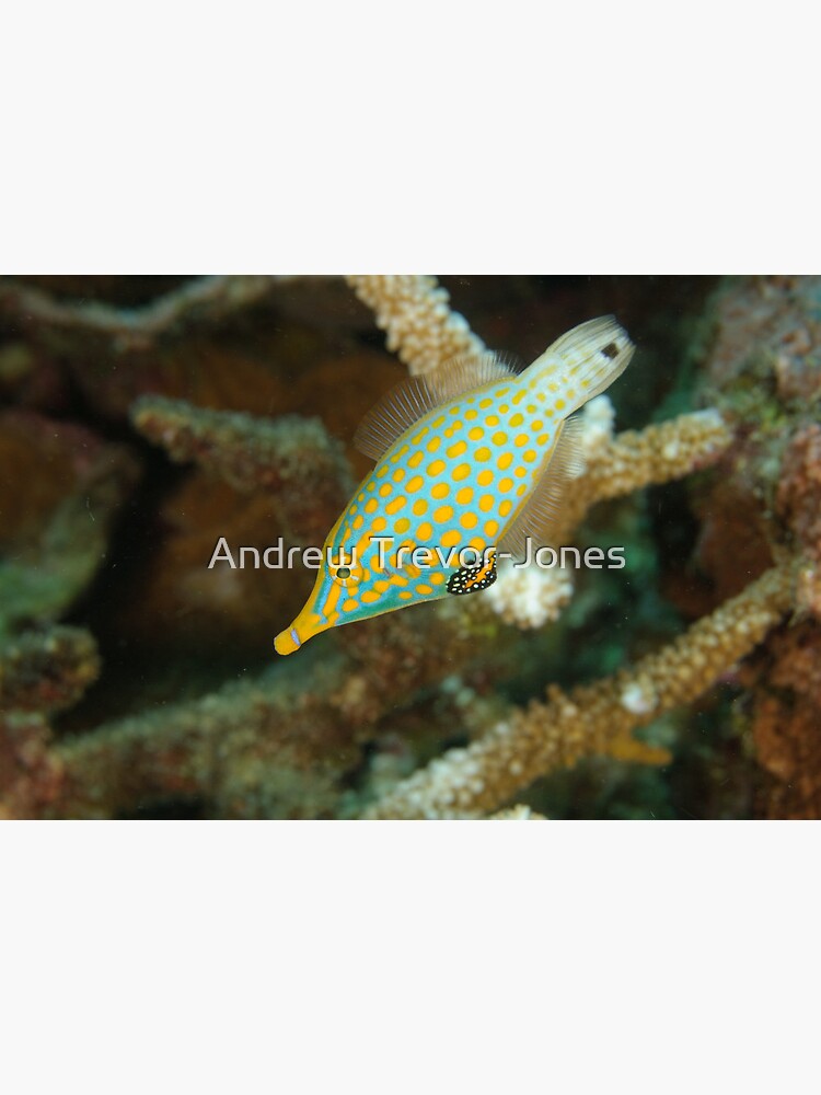 Orange-Spotted Filefish - Oxymonacanthus longirostris by andrewtj