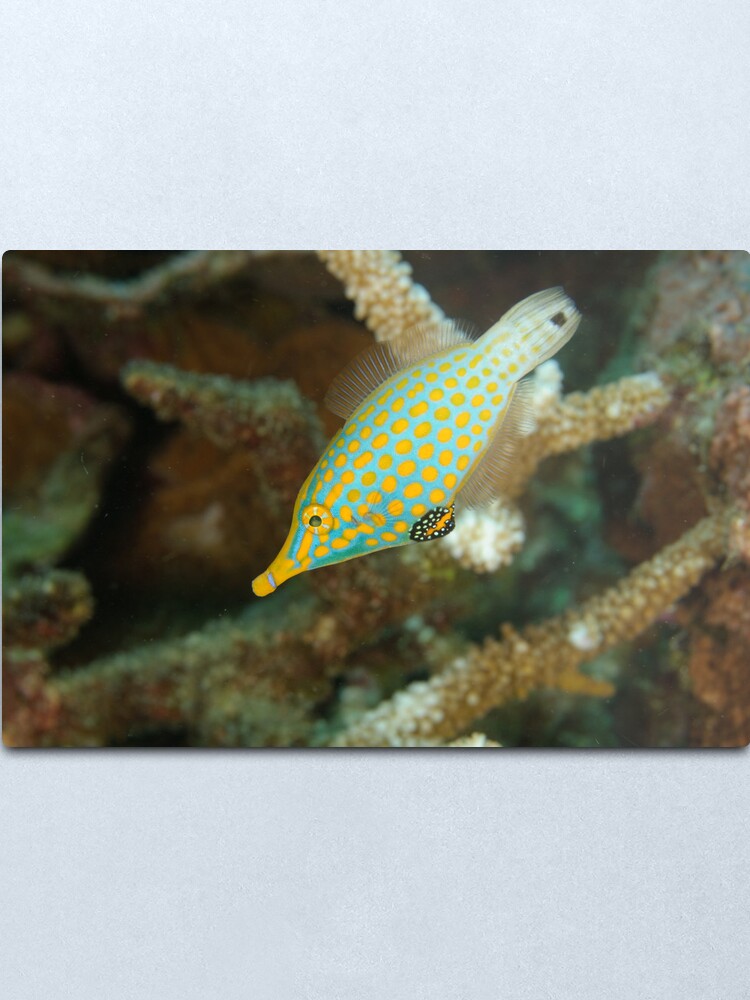 Alternate view of Orange-Spotted Filefish - Oxymonacanthus longirostris Metal Print