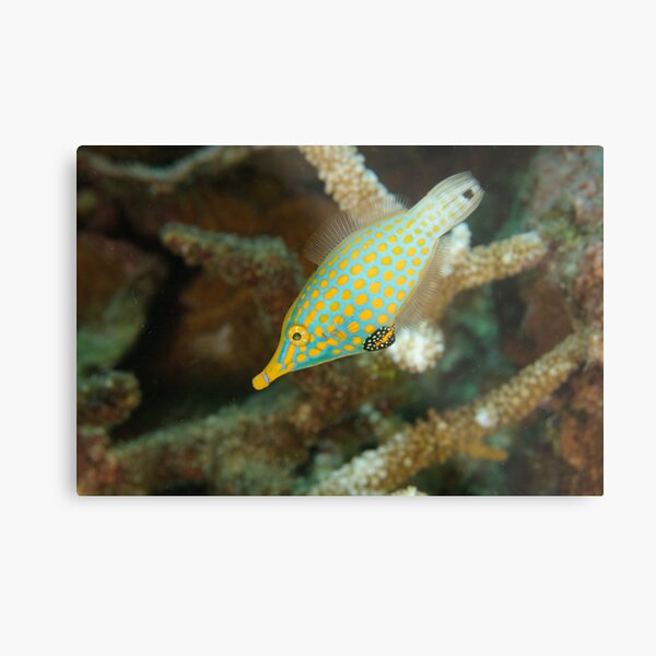 Orange-Spotted Filefish - Oxymonacanthus longirostris Metal Print
