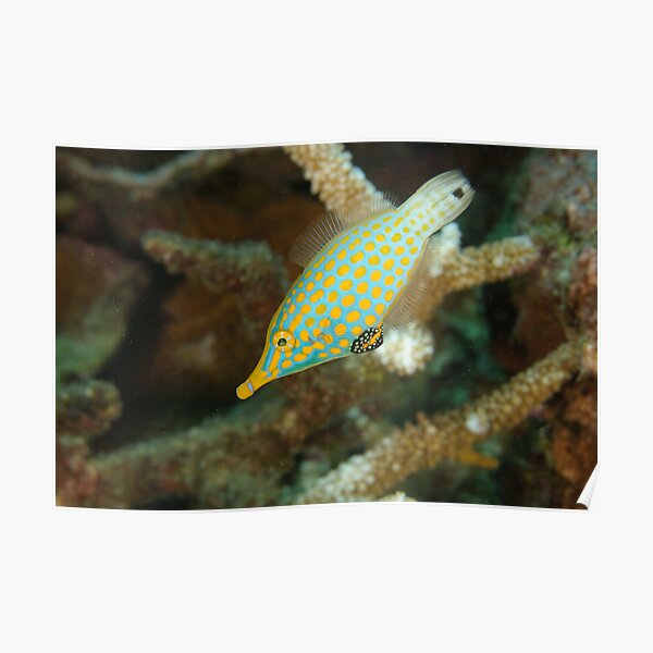 Orange-Spotted Filefish - Oxymonacanthus longirostris Poster