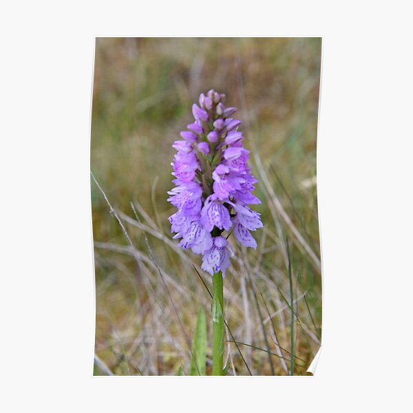 Heath Spotted Orchid Poster