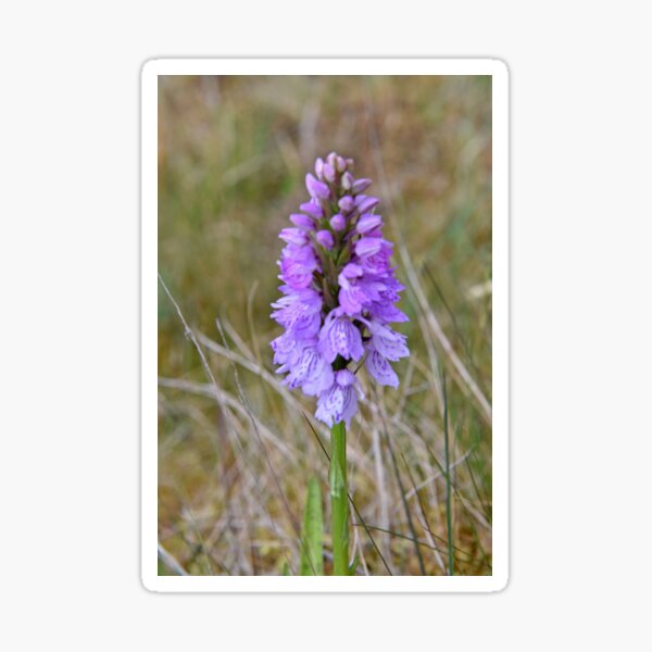 Heath Spotted Orchid Sticker