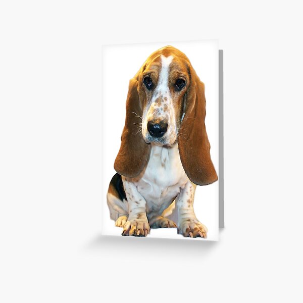 Basset Hound Greeting Cards | Redbubble