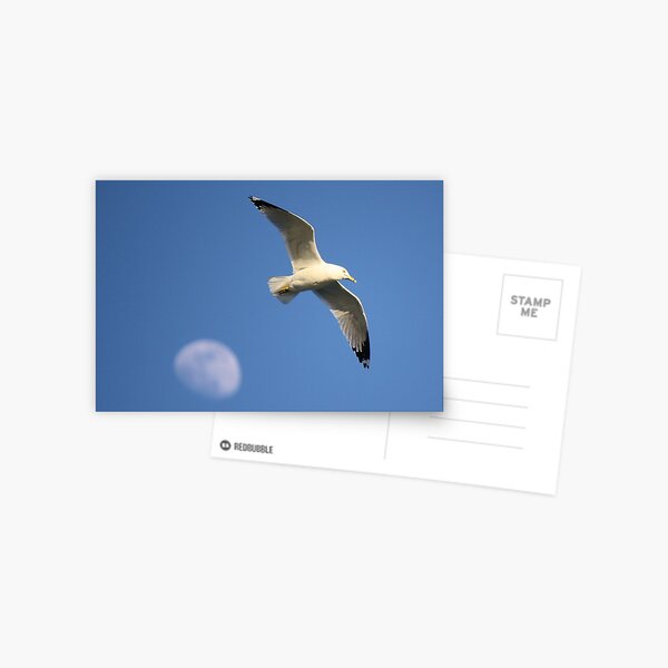 Item preview, Sea Gull designed and sold by Paulette1021.