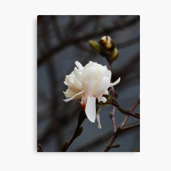 Raindrops on the Magnolia Canvas Print
