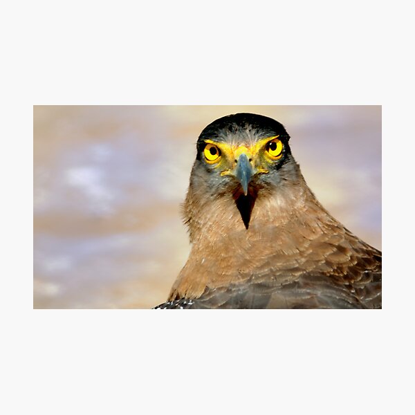 Eagle's face Photographic Print