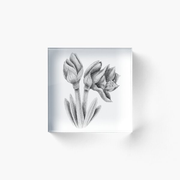 Lily Ivy Geschenke Merchandise Redbubble