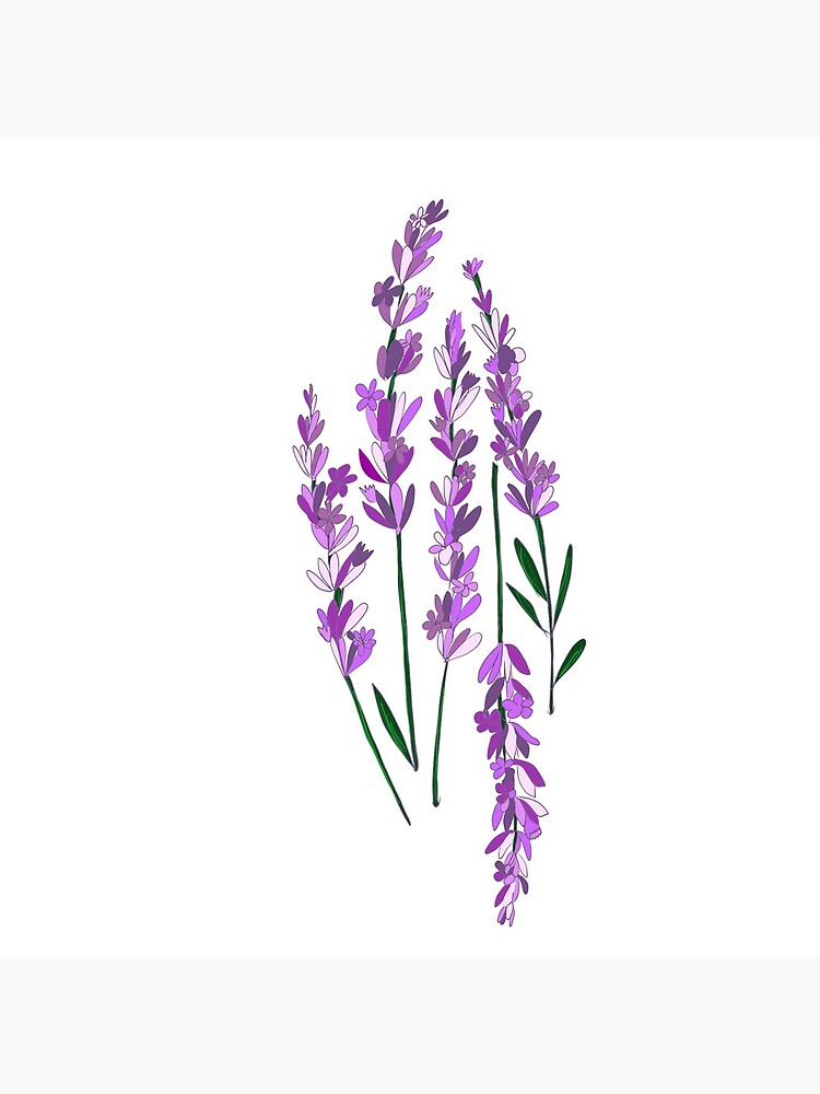 617 Lavender Flowers Sketch Stock Photos  Free  RoyaltyFree Stock Photos  from Dreamstime