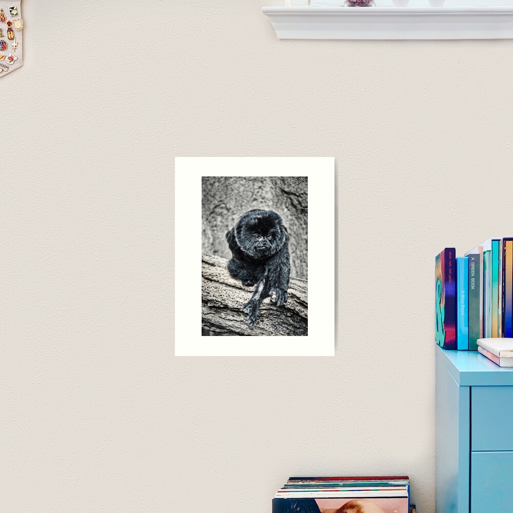Marmoset Art Print