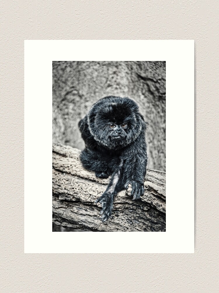 Alternate view of Marmoset Art Print