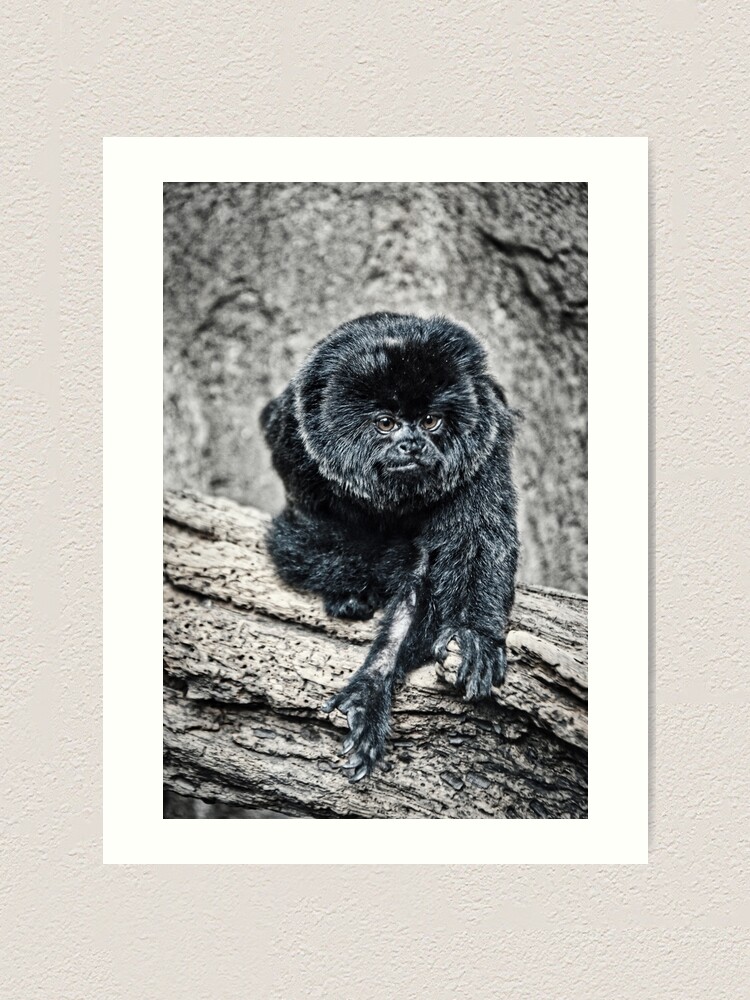 Alternate view of Marmoset Art Print