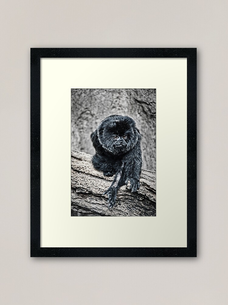 Alternate view of Marmoset Framed Art Print