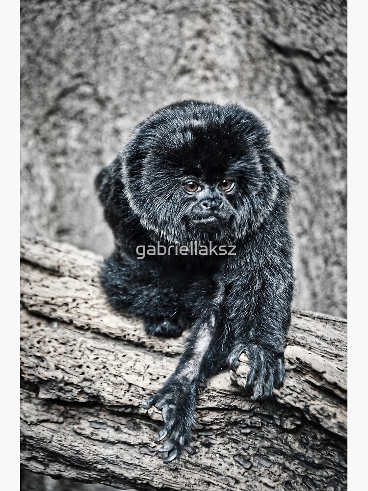 Marmoset by gabriellaksz