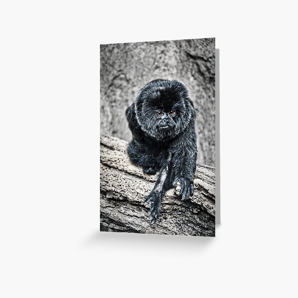 Marmoset Greeting Card