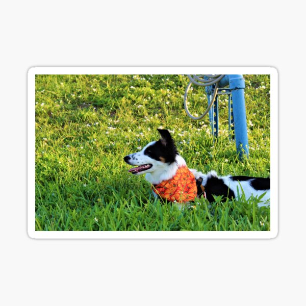 Skipper Wearing her Pumpkin Bandana Sticker