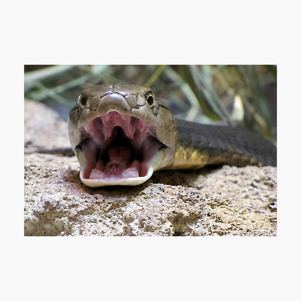 Come Closer. I Dare You. Photographic Print