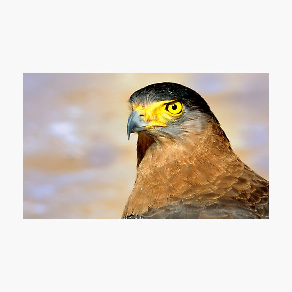 Eagle head Photographic Print