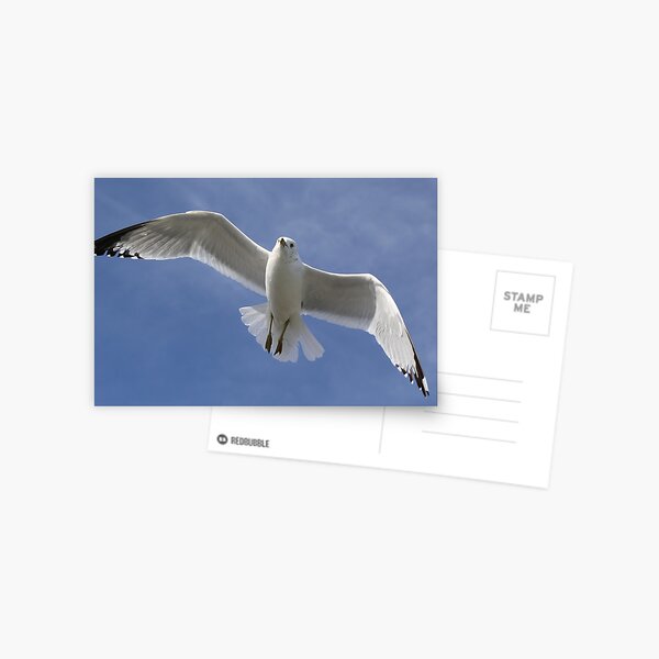 Item preview, Sea Gull Up Close designed and sold by Paulette1021.