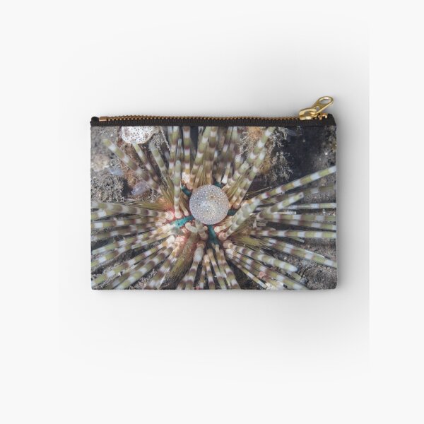 Item preview, Banded Sea Urchin designed and sold by Mark Rosenstein.