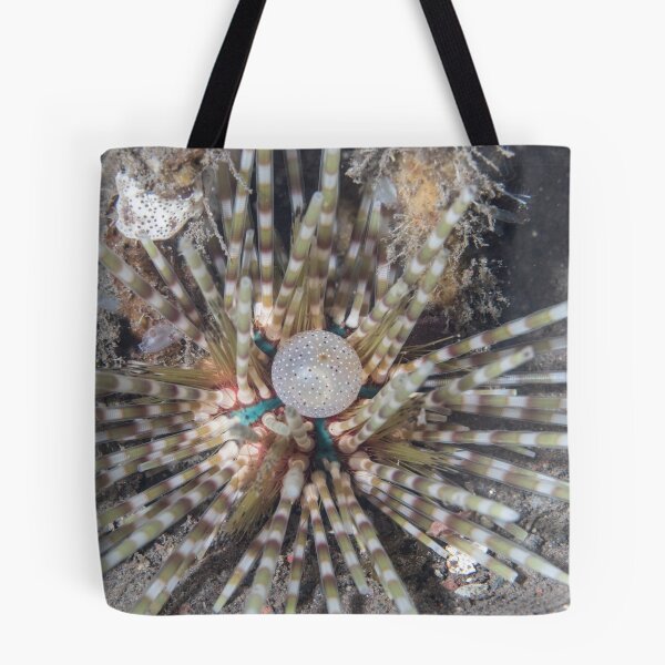 Item preview, Banded Sea Urchin designed and sold by Mark Rosenstein.