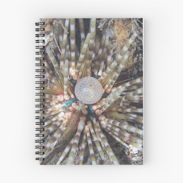 Item preview, Banded Sea Urchin designed and sold by Mark Rosenstein.
