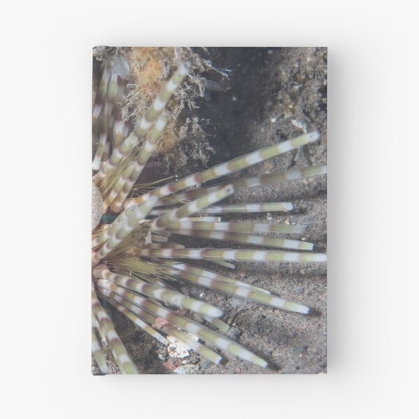 Item preview, Banded Sea Urchin designed and sold by Mark Rosenstein.