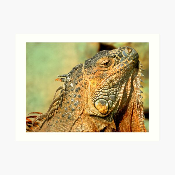 Iguana Art Print