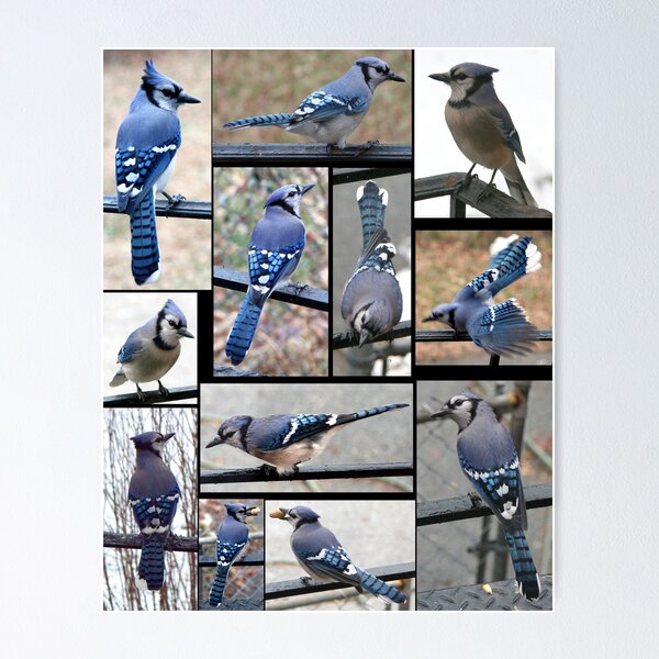 Item preview, Jazzy Blue Jays 3 designed and sold by WalnutHill.