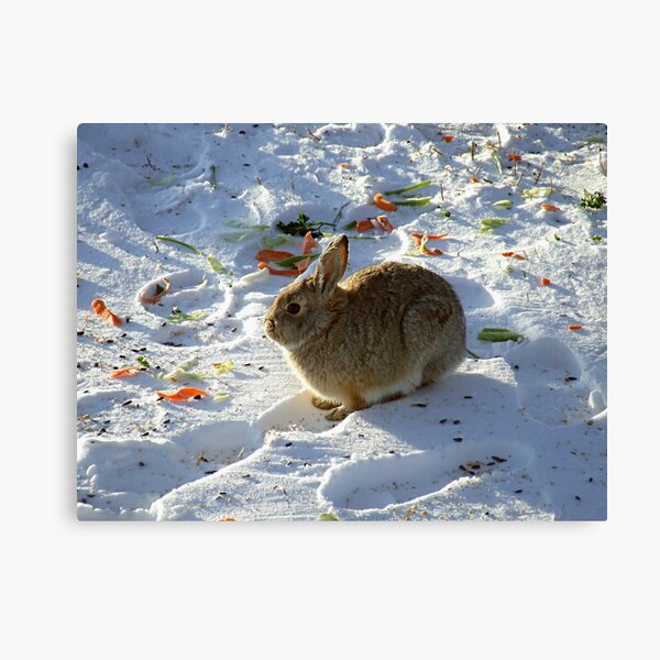 Cold Rare-Bit Canvas Print
