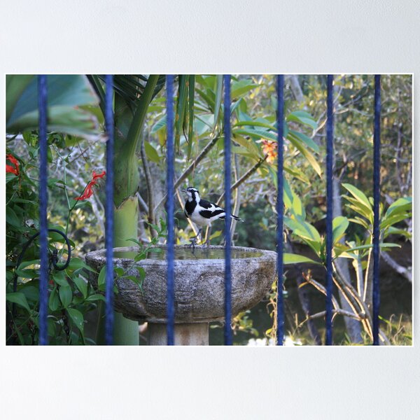 Item preview, Peewee Through The Pool Fence designed and sold by Robyn J. Blackford.