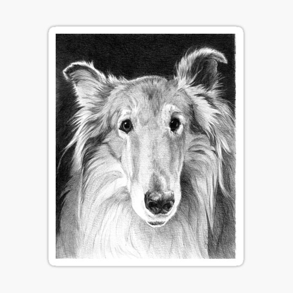 HARRY / rough collie Sticker