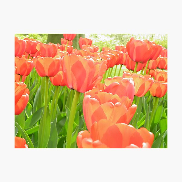 Item preview, Netherlands Flowers designed and sold by ZanHanhof.