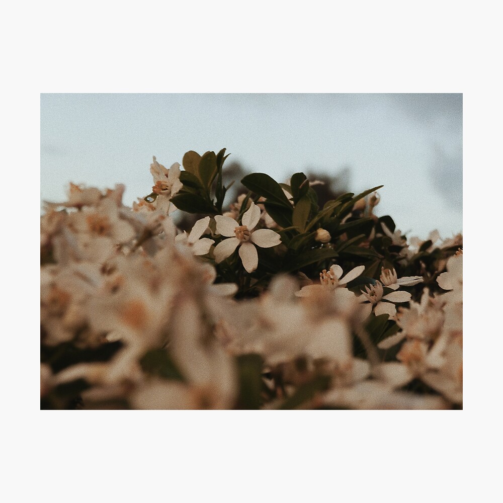 Aesthetic White Flowers Poster By Jessicaluu Redbubble