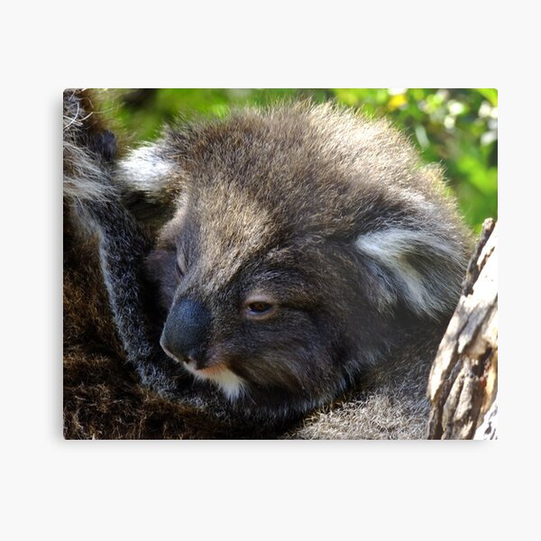 Koala on the roadside - Victoria Metal Print