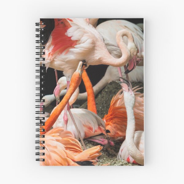Aperçu de l'œuvre Flamingos Squabling créée et vendue par Peter Caddy.