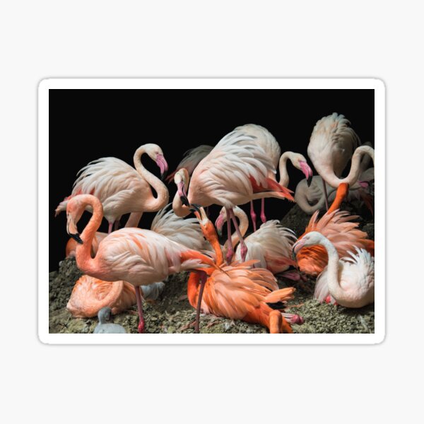 Dueling Flamingos Sticker