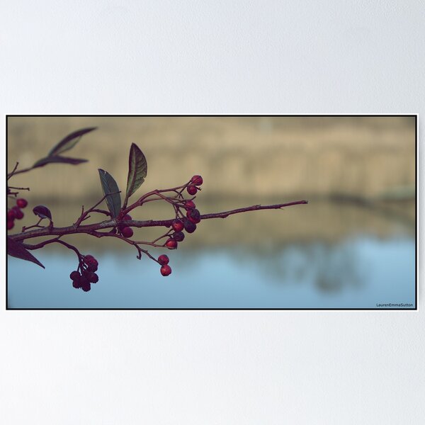 Item preview.