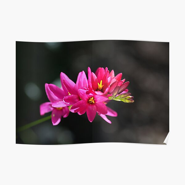 Ixia In Hot Pink Poster