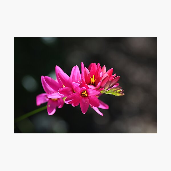 Ixia In Hot Pink Photographic Print